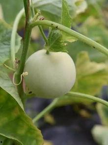 吃甜瓜最新事件爆料视频,视频揭秘惊人内幕 第1张 吃甜瓜最新事件爆料视频,视频揭秘惊人内幕 第1张